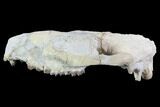 Oreodont (Merycoidodon) Partial Skull - Wyoming #95061-4